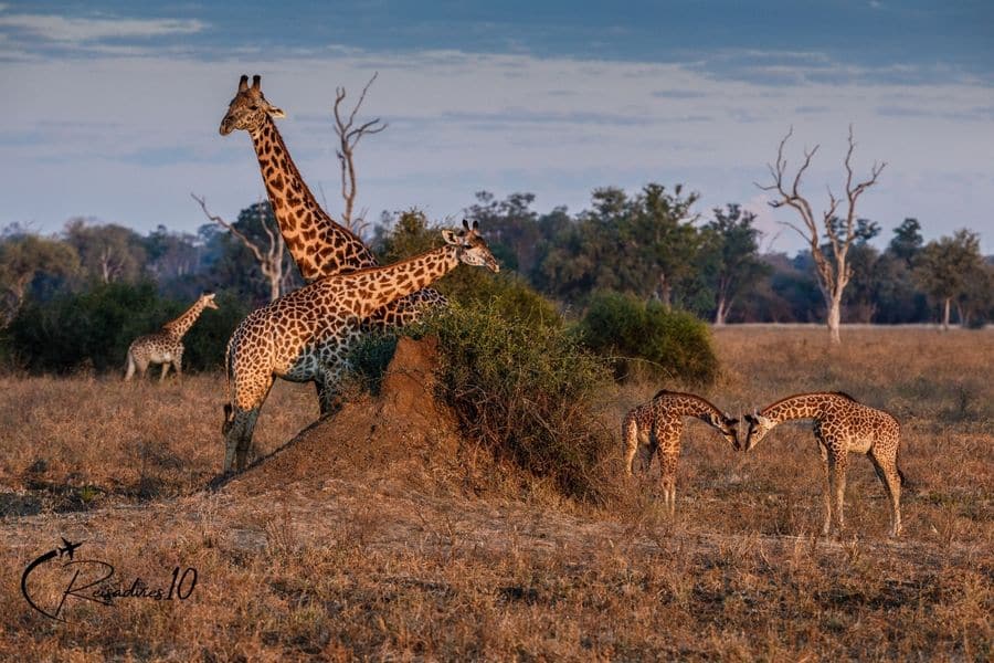 giraffen in zambia